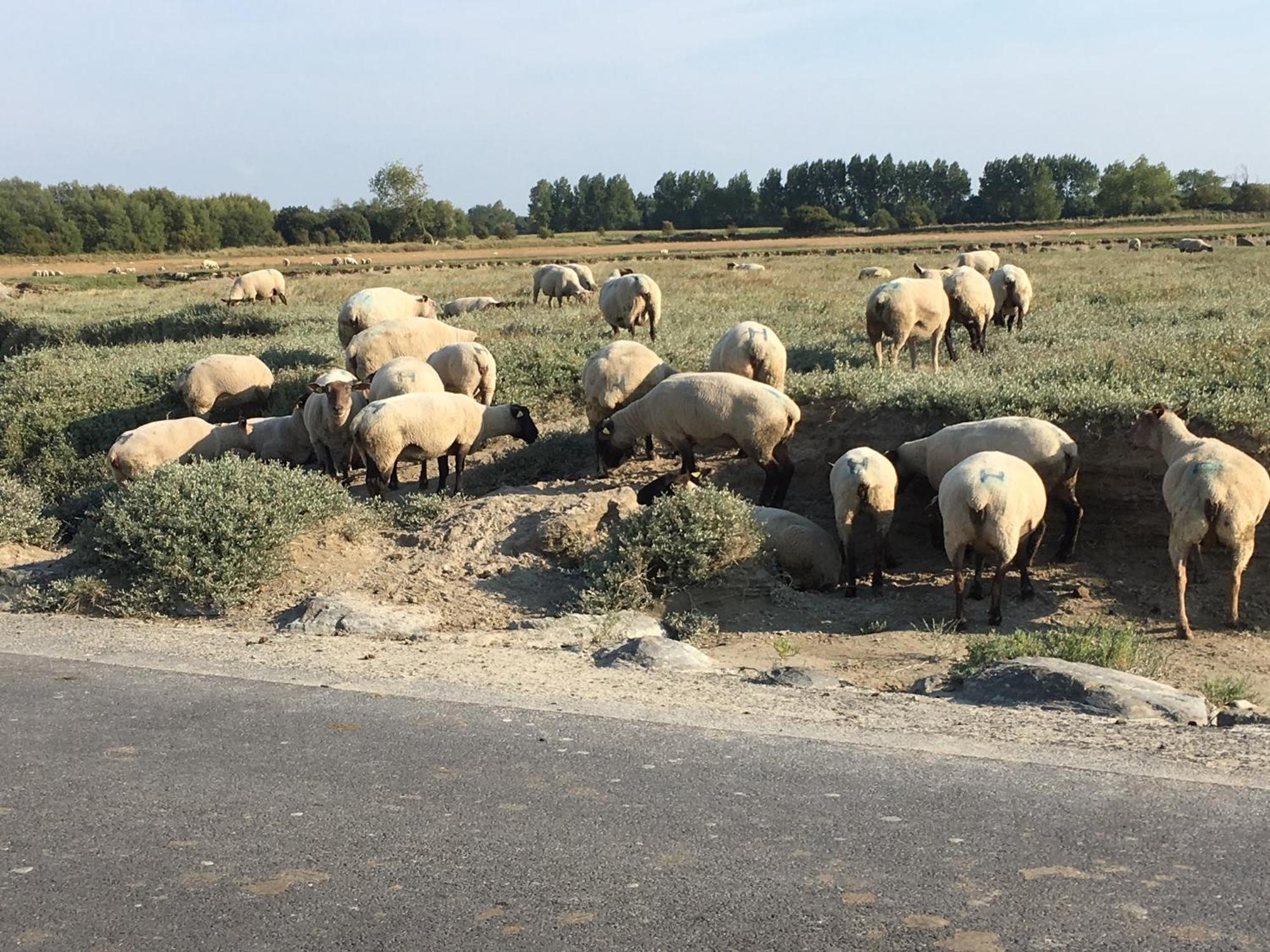 Hambye Decouverte D'Un Haras Proche Du Mont St Michel المظهر الخارجي الصورة