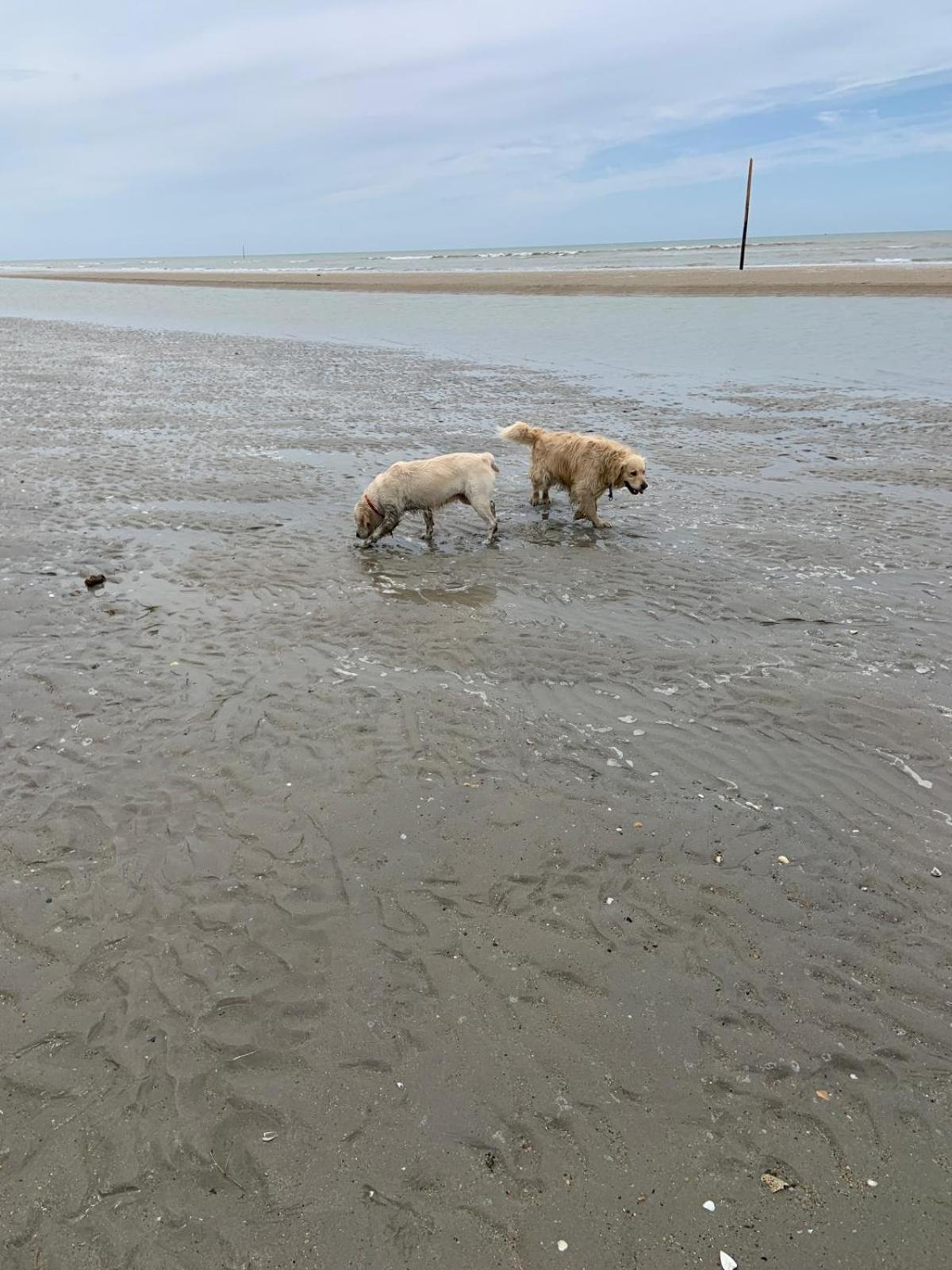 Hambye Decouverte D'Un Haras Proche Du Mont St Michel المظهر الخارجي الصورة